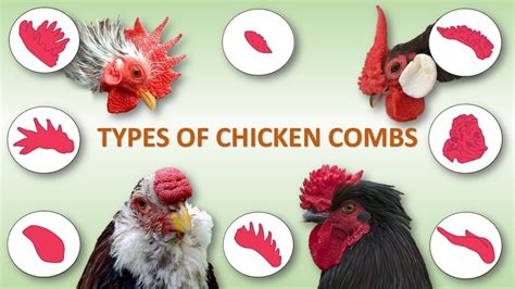 Types Of Chicken Combs 🐔 Rooster Poultry Hen Youtube