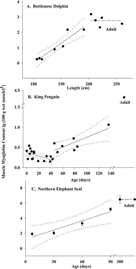 Myoglobin Content G G Wet Muscle In Relation To Length Cm