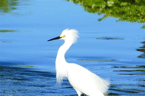 Premium Photo | View of a bird in lake