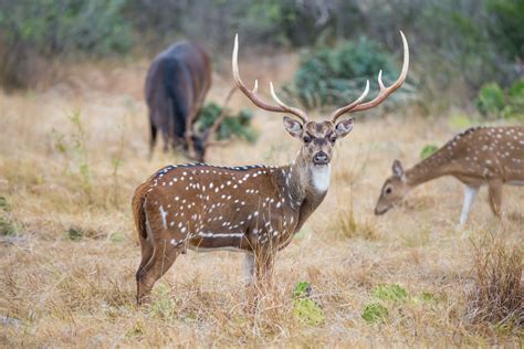 Game Species Of Australia My Life On The Land