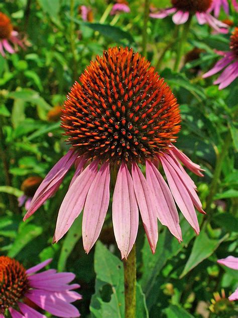 Fileechinacea Purpurea 002 Philippines