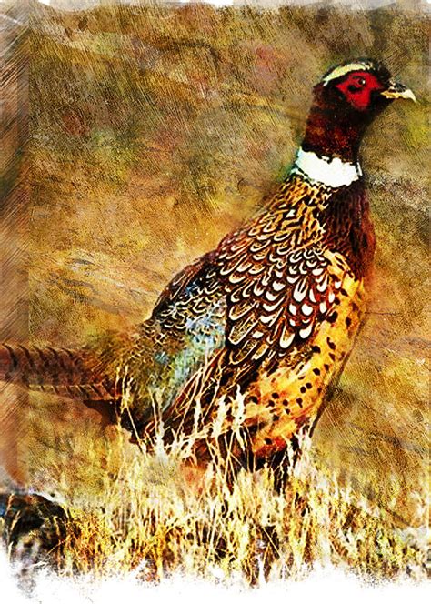 Pheasant By William Martin Pheasant Painting Pheasant Fine Art