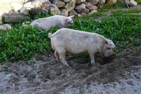 1,730 Pigs Eating Grass Stock Photos - Free & Royalty-Free Stock Photos ...