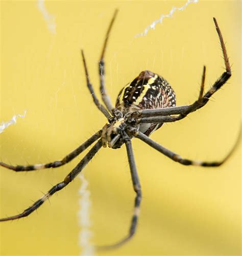 Spider Spinnerets Stock Photos Pictures And Royalty Free Images Istock