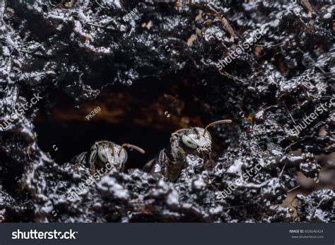 Trigona Terminata Melipona Apicalis Stingless Bees Stock Photo 603646424 | Shutterstock