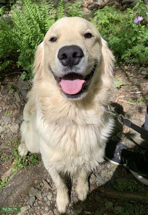 English Cream Golden Retriever Stud Stud Dog In Virginia The United