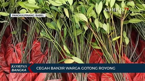 Cegah Banjir Warga Di Pangkalpinang Gotong Royong Tanam Mangrove