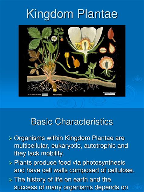 Kingdom Plantae | Plants | Environmental Design