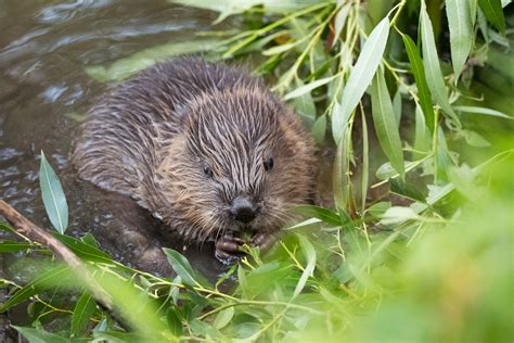 Der Biber Säugetiere Tiere Blog Farinas Fotokunstde