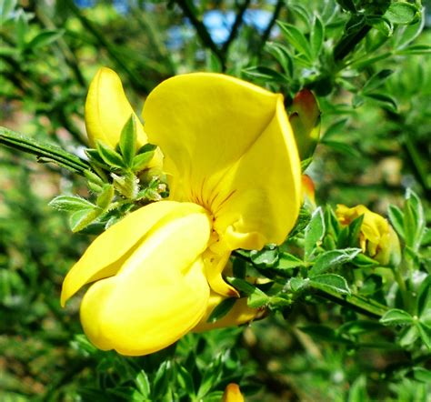 Cytisus scoparius | Dr M Goes Wild