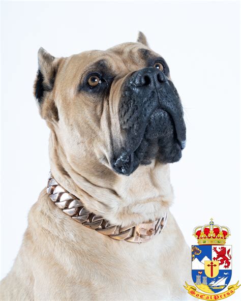 Taz – Fawn Perro de Presa Canario – SoCalPresa: Top-Rated Presa Canario ...