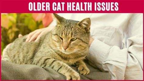 Older Cat Health Issues – Cats Old Age Dying Symptoms – HousePetsCare.com