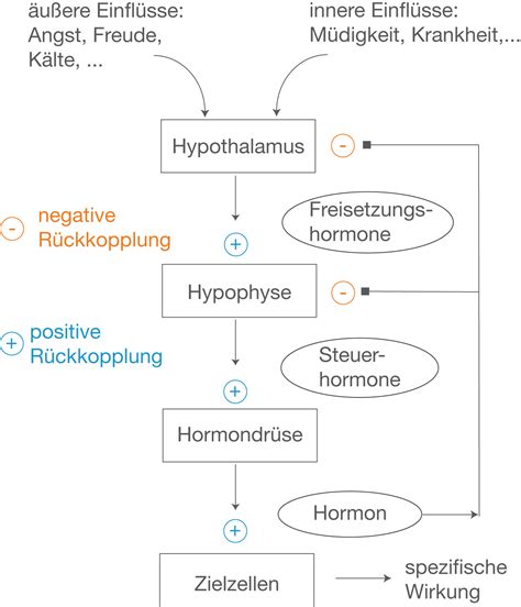 Hormone Schullv