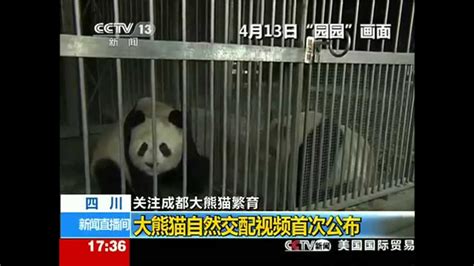 How Giant Panda Make Love Natural Mating Video Of Giant Panda First Time Exposure Youtube