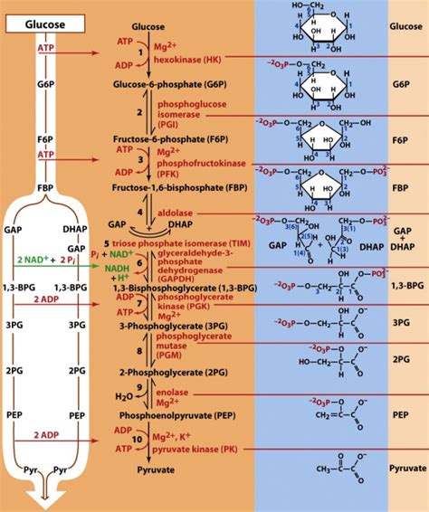 Chapter 15 - Glucose Catabolism Diagram | Quizlet