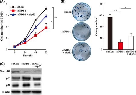 Neurogenic Differentiation Factor 1 NeuroD1 Regulates Cell