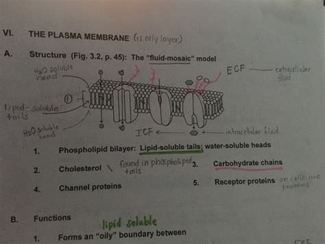 Chapter 3 Cell Structures And Their Functions Flashcards Quizlet