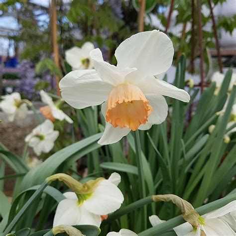 Narcissus ‘Pink Pride’ – Find haveplanter