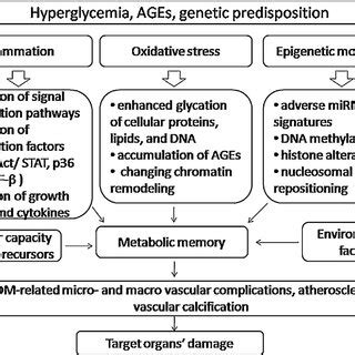 Molecular Mechanisms Underlying Metabolic Memory Phenomenon