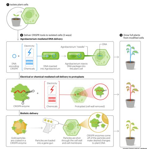 Crispr In Agriculture Crisprpedia