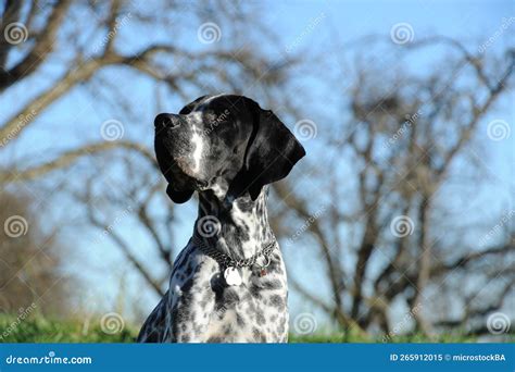 Braque D Auvergne Hunting Dog Stock Image - Image of wildlife ...