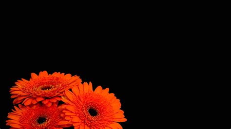 73+ Flowers on Black Background