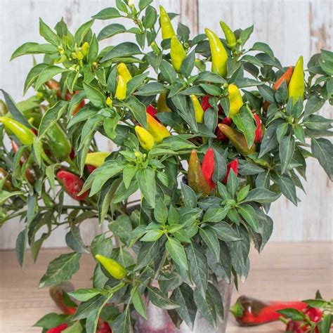 Capsicum Hot Burrito Chilli Pepper 4 Pot Hello Hello Plants