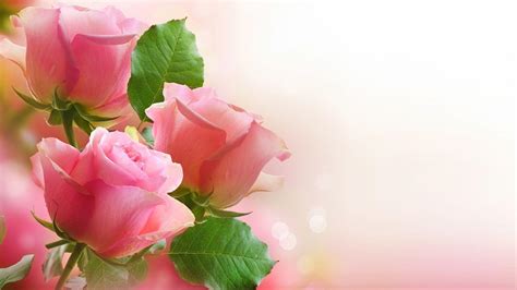 Light Pink Roses Wallpapers - Top Free Light Pink Roses Backgrounds ...