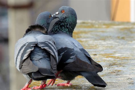 How Do Pigeons Mate The Mechanics Of Pigeon Sex Ne Pigeon Supplies