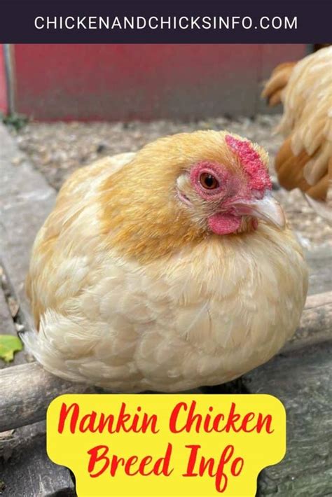 Nankin Chicken Breed Info - Chicken & Chicks Info