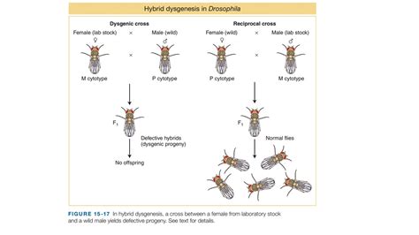 Transposable Elements In Eukaryotes Online Biology Notes