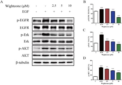 Wighteone Suppressed The Egfr Signaling Pathway In Nci H Cells A