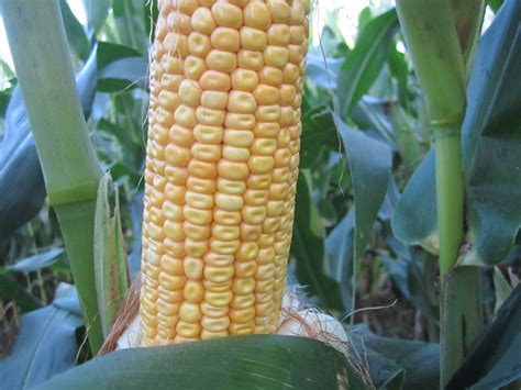 Grain Crops Update Heavy Ears And Shallow Roots At Corn Harvest