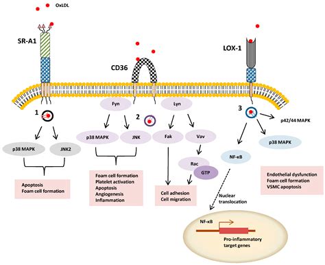 Cells Free Full Text Scavenger Receptor Structure And Function In