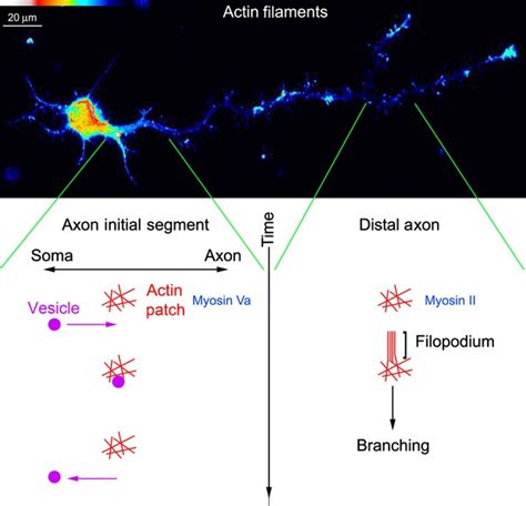 Structure Meets Function Actin Filaments And Myosin Motors In The Axon