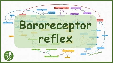 Baroreceptor Reflex: Concept Map