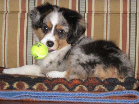 Merle Mini Aussie Puppies - aspca kills animals