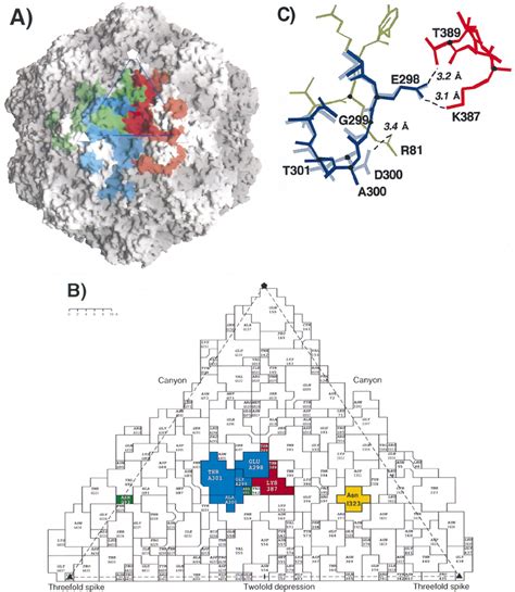 Structure of the capsid and of the shoulder region. (A) Representation ...