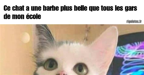 Ce chat a une barbe plus Blagues et les meilleures images drôles