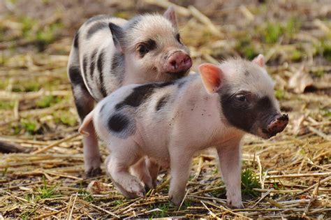 Pourquoi La Consommation De Viande De Porc Est Interdite En Islam