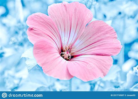 Delicado Hibisco De Flores Rosadas Cerrar Macro Sobre Fondo Azul De