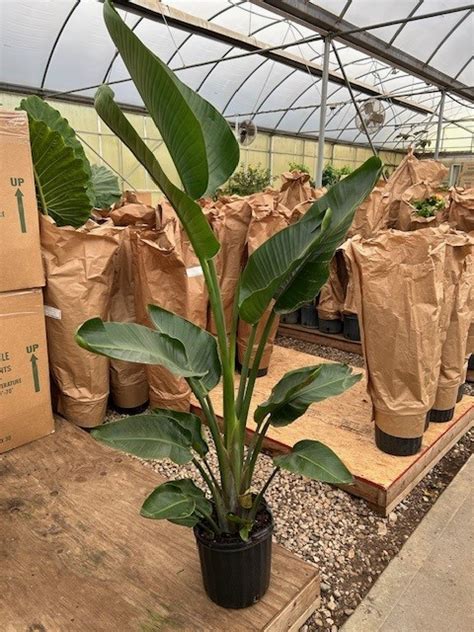 Strelitzia White Bird Premium Ppp Tri State Foliage In House