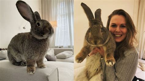 Conhe A Guus Um Coelho Gigante Personalidade De Um Cachorro Veja