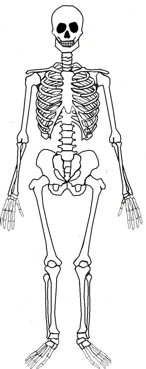 Human Skeleton Human Skeleton Human Body Bone Anatomy Human Skeleton