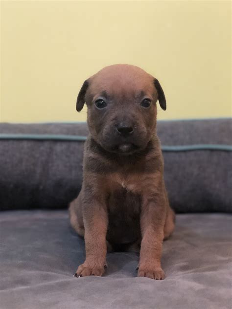 4 Fundamental Tips For Raising A Well-behaved Puppy - Palmetto Animal