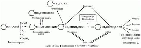 ФЕНИЛАЛАНИН - это... Что такое ФЕНИЛАЛАНИН?