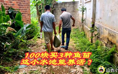 农村小哥100块买了3种鱼苗 在这么小的水池 能养活 哔哩哔哩 Bilibili