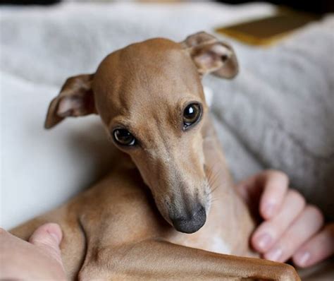 Italian Greyhound Colors: An Overview with the Cutest Photos