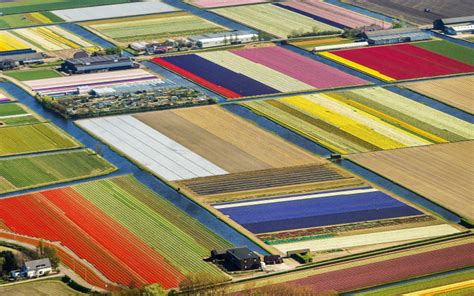 Dutch Tulip Fields Create Cacophony of Color