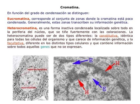 Clase 6 Cromatina Y Cromosomas